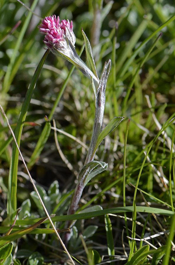 Antennaria dioica